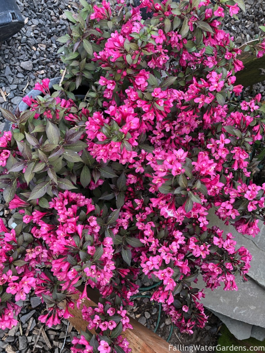 Weigela florida 'Minor Black'